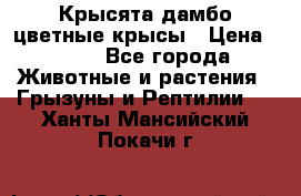 Крысята дамбо цветные крысы › Цена ­ 250 - Все города Животные и растения » Грызуны и Рептилии   . Ханты-Мансийский,Покачи г.